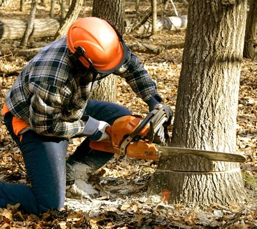 Tree Removal in Easton, KS